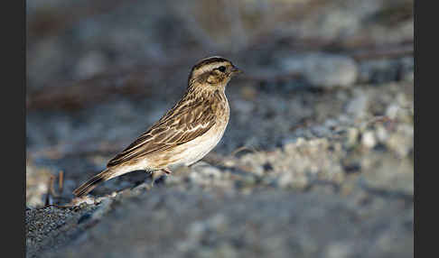 Strichelgirlitz (Serinus striolatus)