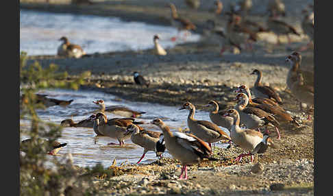 Nilgans (Alopochen aegyptiacus)