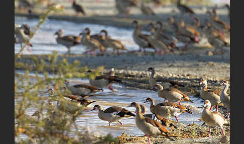 Nilgans (Alopochen aegyptiacus)