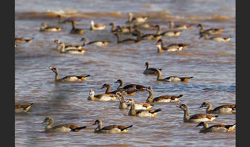 Nilgans (Alopochen aegyptiacus)