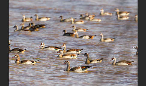 Nilgans (Alopochen aegyptiacus)