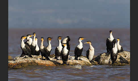 Weissbrustkormoran (Phalacrocorax lucidus)