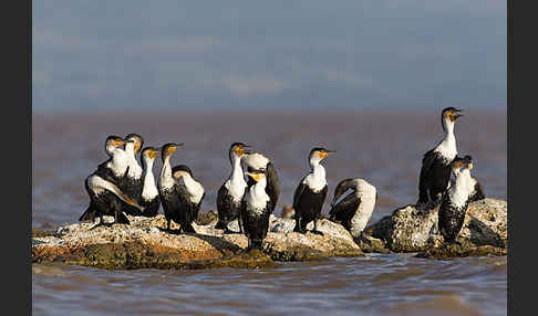 Weissbrustkormoran (Phalacrocorax lucidus)