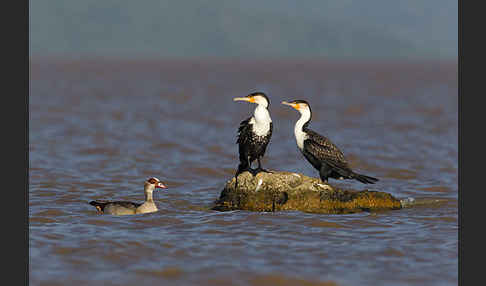 Weissbrustkormoran (Phalacrocorax lucidus)