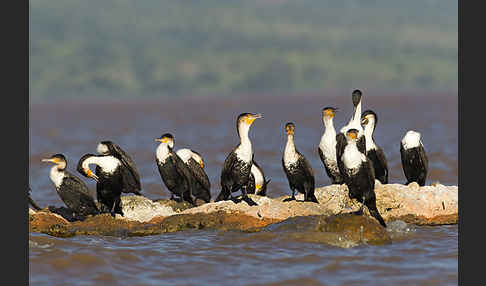 Weissbrustkormoran (Phalacrocorax lucidus)