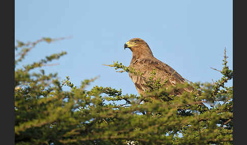 Savannenadler (Aquila rapax)