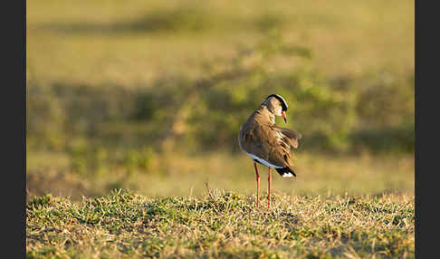 Kronenkiebitz (Vanellus coronatus)