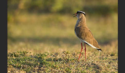 Kronenkiebitz (Vanellus coronatus)