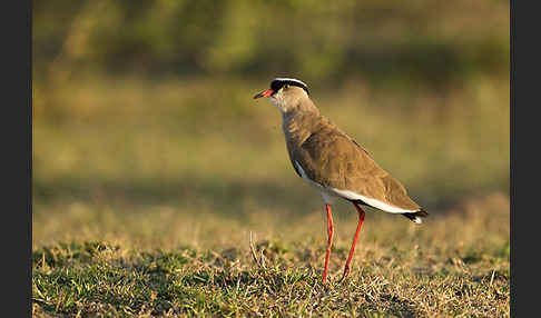 Kronenkiebitz (Vanellus coronatus)