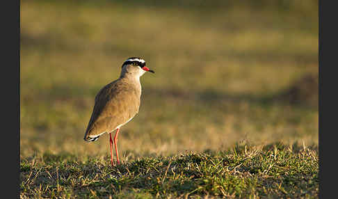 Kronenkiebitz (Vanellus coronatus)