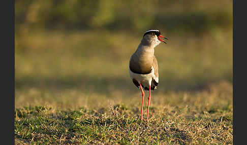 Kronenkiebitz (Vanellus coronatus)