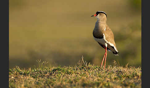 Kronenkiebitz (Vanellus coronatus)