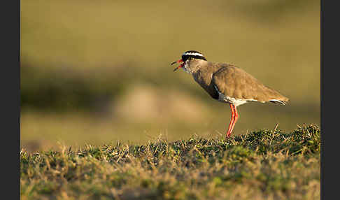 Kronenkiebitz (Vanellus coronatus)