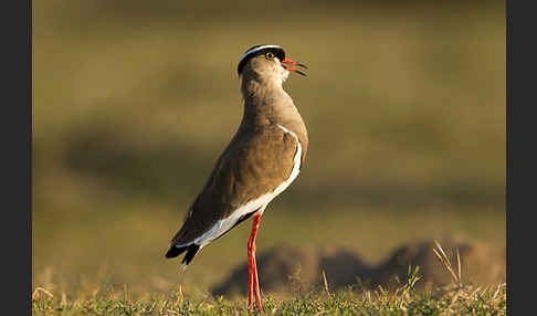 Kronenkiebitz (Vanellus coronatus)