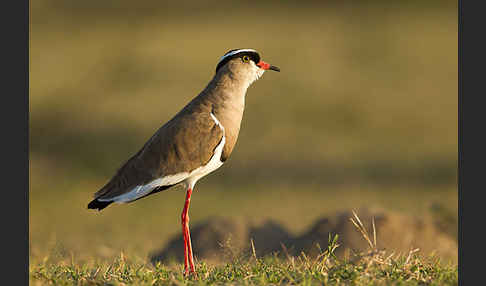 Kronenkiebitz (Vanellus coronatus)