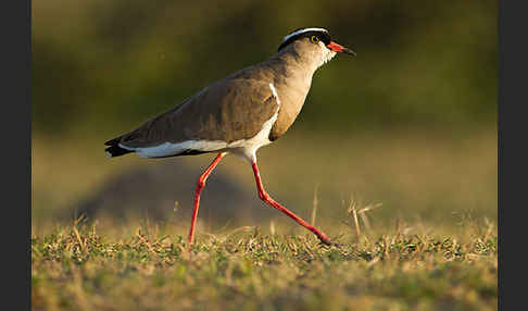 Kronenkiebitz (Vanellus coronatus)