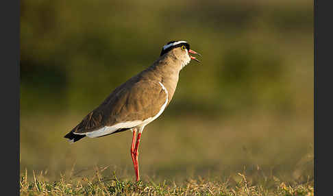 Kronenkiebitz (Vanellus coronatus)