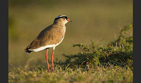 Kronenkiebitz (Vanellus coronatus)