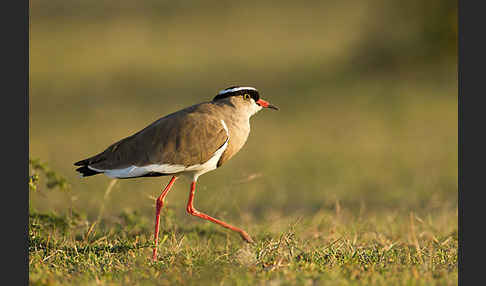 Kronenkiebitz (Vanellus coronatus)