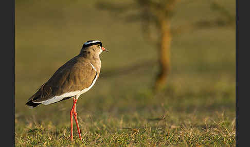 Kronenkiebitz (Vanellus coronatus)