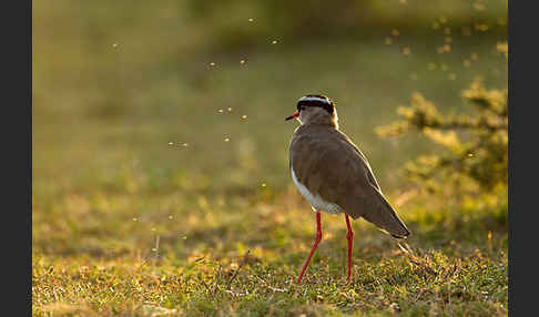 Kronenkiebitz (Vanellus coronatus)