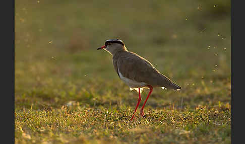 Kronenkiebitz (Vanellus coronatus)