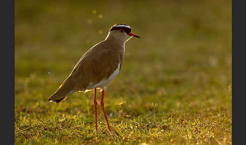 Kronenkiebitz (Vanellus coronatus)