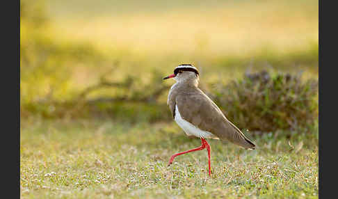 Kronenkiebitz (Vanellus coronatus)