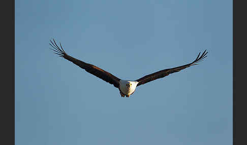 Schreiseeadler (Haliaeetus vocifer)