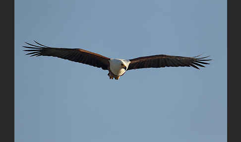 Schreiseeadler (Haliaeetus vocifer)