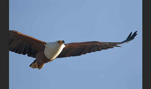 Schreiseeadler (Haliaeetus vocifer)