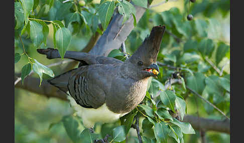 Weißbauch-Lärmvogel (Corythaixoides leucogaster)