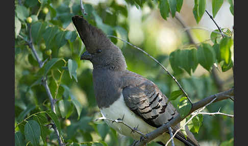 Weißbauch-Lärmvogel (Corythaixoides leucogaster)