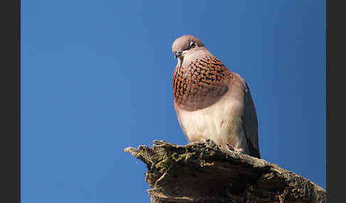 Palmtaube (Streptopelia senegalensis)