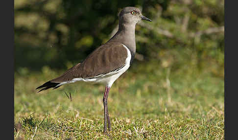 Schwarzflügelkiebitz (Vanellus melanopterus)