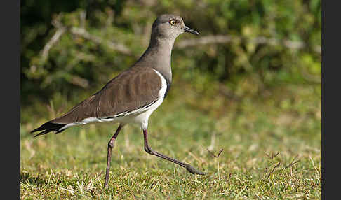 Schwarzflügelkiebitz (Vanellus melanopterus)