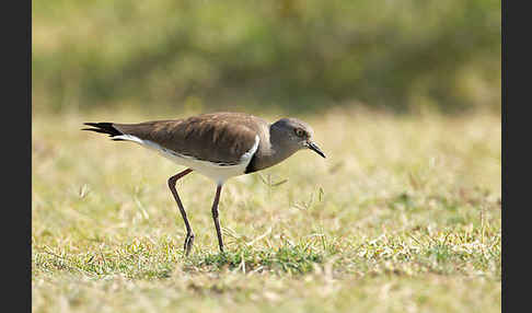 Schwarzflügelkiebitz (Vanellus melanopterus)