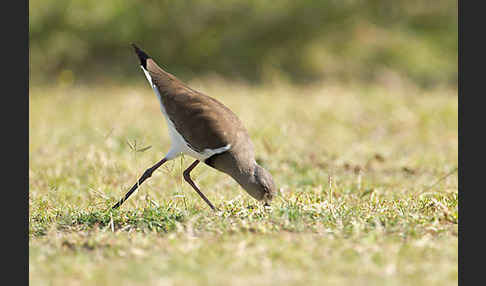 Schwarzflügelkiebitz (Vanellus melanopterus)