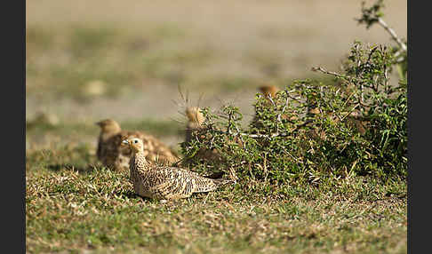 Braunbauchflughuhn (Pterocles exustus)