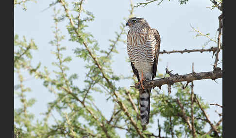 Gabarhabicht (Micronisus gabar)