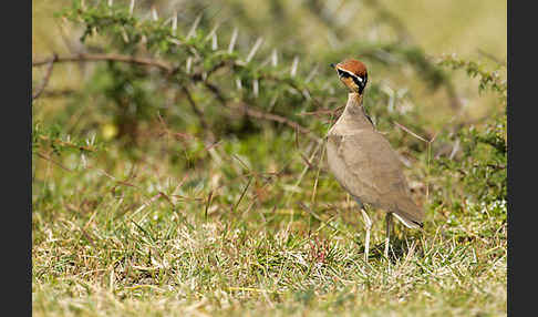 Temminckrennvogel (Cursorius temminckii)