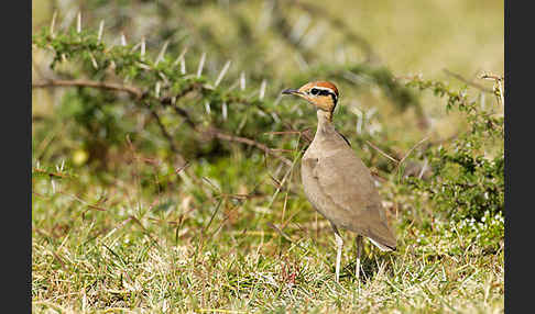 Temminckrennvogel (Cursorius temminckii)