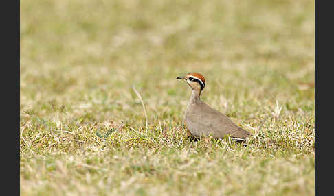 Temminckrennvogel (Cursorius temminckii)