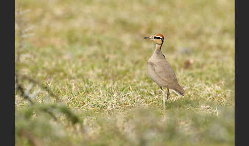 Temminckrennvogel (Cursorius temminckii)