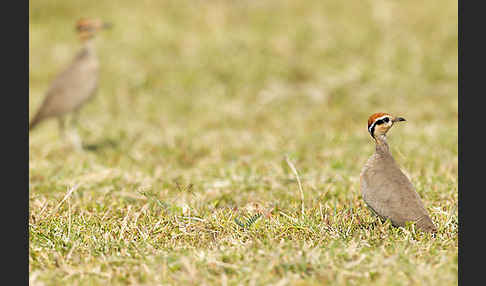 Temminckrennvogel (Cursorius temminckii)