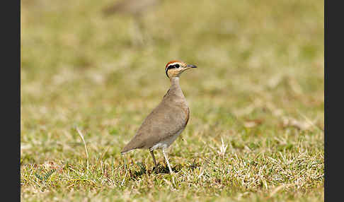 Temminckrennvogel (Cursorius temminckii)