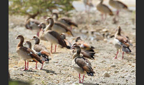 Nilgans (Alopochen aegyptiacus)