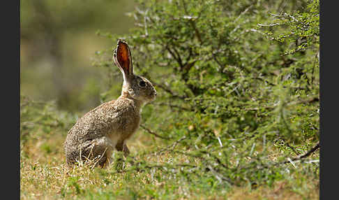 Kaphase (Lepus capensis)