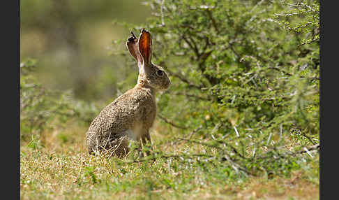 Kaphase (Lepus capensis)