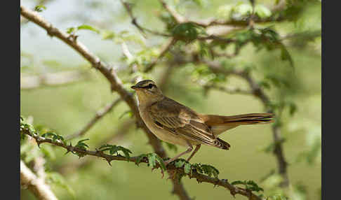 Heckensänger (Cercotrichas galactotes)